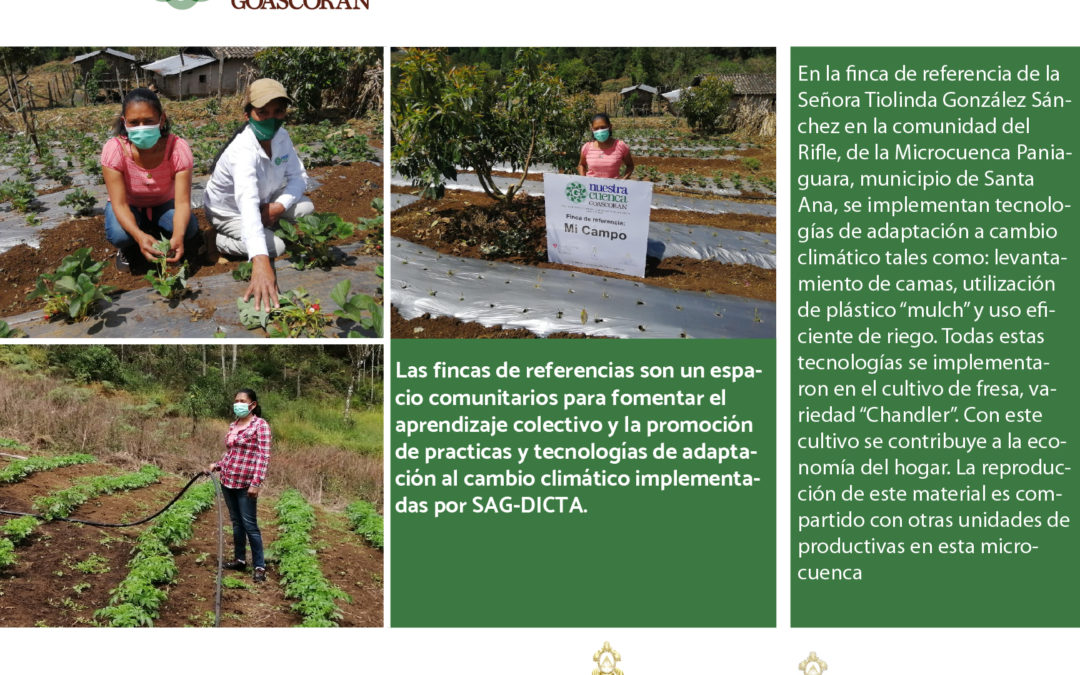 Las fincas de referencia son espacios para el aprendizaje colectivo en las comunidades, El Programa de Gestión Comunitaria de Cuencas- nuestra cuenca Goascorán Fase II, financiado por la Cooperación Suiza América Central COSUDE en asocio con SAG-DICTA ha establecido 30 en la Cuenca Río Goascorán