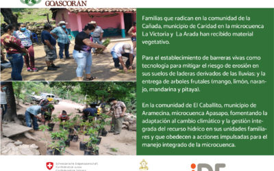 Las familias que viven en la comunidad de la Cañada, municipio de Caridad en la microcuenca La Victoria y La Arada han recibido materiales vegetativo con el apoyo de El Programa de Gestión Comunitaria de Cuencas- nuestra cuenca Goascorán Fase II, financiado por la Cooperación Suiza América Central  COSUDE.